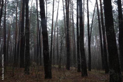 forest © Viacheslav