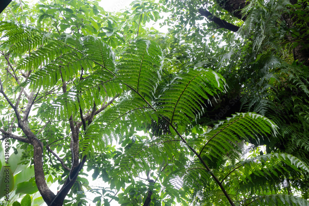 Fototapeta premium Tropical green surroundings in outdoor garden