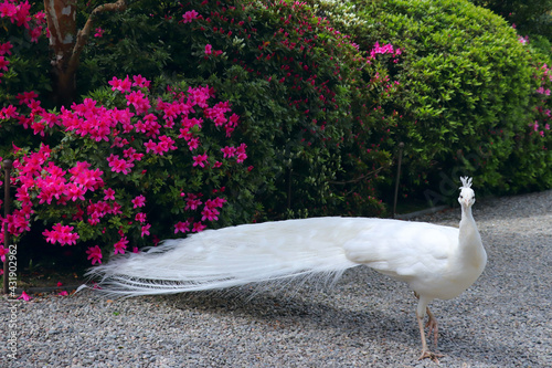 White peacock with a splendid tail and beautiful feathers in the Isola Bella botanical garden, Lake Maggiore, Italy, Europe