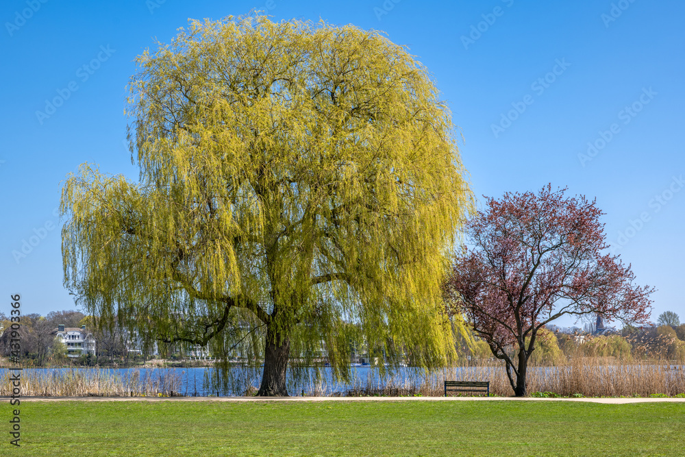 Naklejka premium Hamburg, Germany. Trees in spring in the Alster Park in the city center.