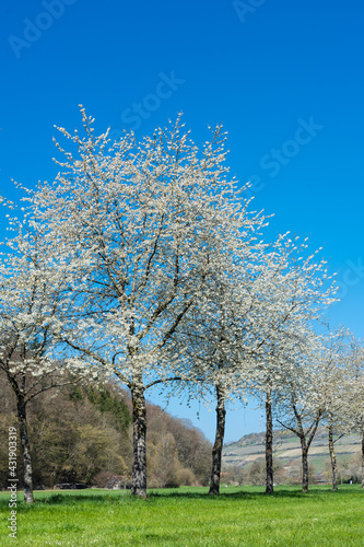 Blühende Kirschbäume bei Dörzbach