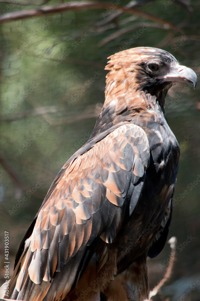 Fototapeta premium this is a side view of ablack breasted buzzard