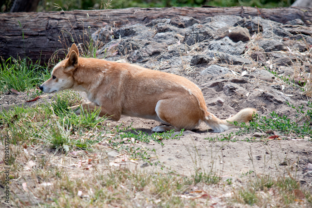 Fototapeta premium the golden dingo is ready to pounce on its prey