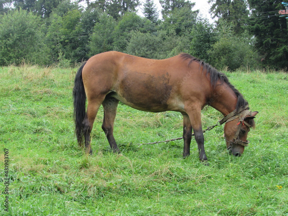 horse in the meadow