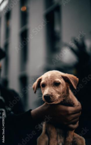 portrait of a puppy in kerala, India.