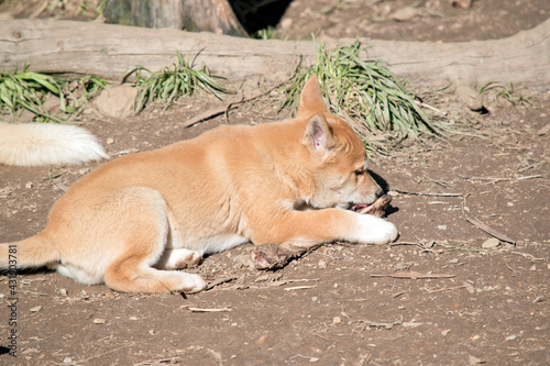 the golden dingo pup is  gnawing on a bone