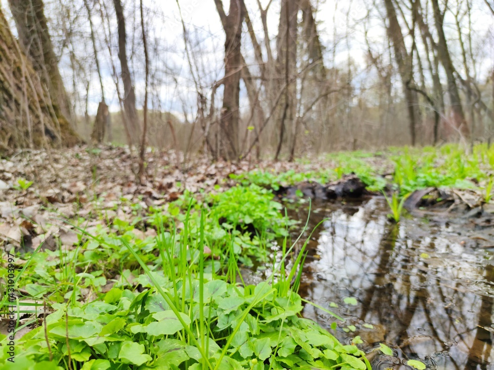Fototapeta premium Vegetation in the park in spring by the stream