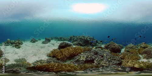 Tropical Fish Corals Marine Reef. Underwater Sea Tropical Life. Tropical underwater sea fishes. Underwater fish reef marine. Tropical colorful underwater seascape. Philippines. 360 panorama VR © Alex Traveler
