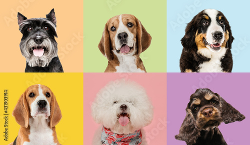 Art collage made of funny dogs different breeds on multicolored studio background. © master1305