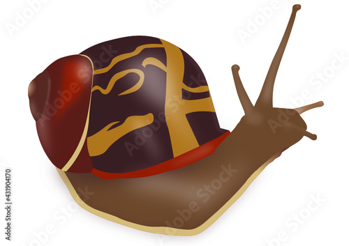 Garden Snail Vector
