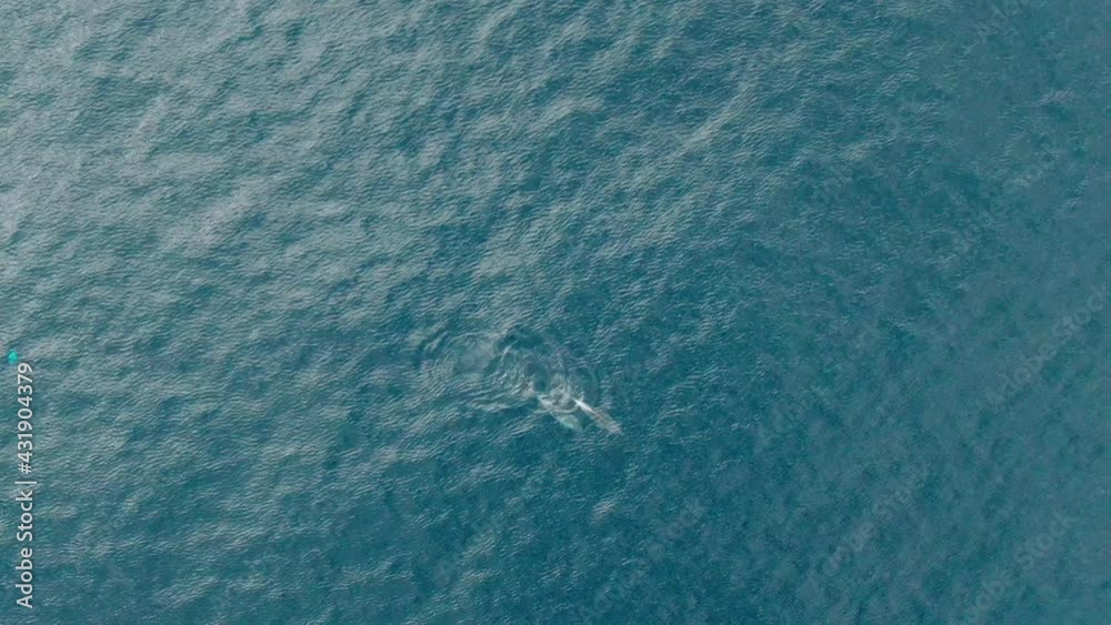Two dolphins swim in the sea, drone follow shot Two dolphins swim in the sea, drone follow shot
