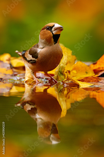 Autumn wildlfie. Hawfinch, Coccothraustes coccothraustes, brown songbird sitting in the orange yellow leave  the nature habitat. Cute bird near the woter in the fall forest, Germany in Europe. photo