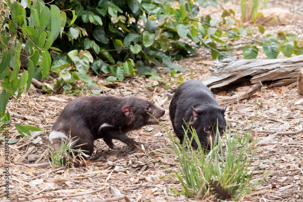 the Tasmanian Devils are fighting the Tasmanian Devils are fighting
