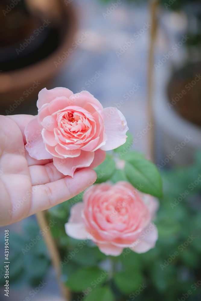 Fototapeta premium A beautiful rose , ST Ethelburga Rose, A beautiful bouquet of roses in a vase 