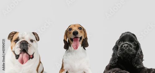 Collage of three funny dogs different breeds posing isolated over white studio background.