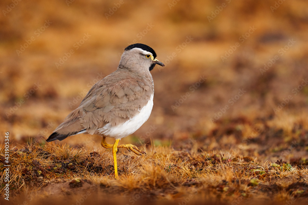 Spot-breasted Lapwing, Vanellus melanocephalus, rare endemic bird from Bale Montains NP in Ethiopia. Plower in the nature habitat, bird behaviour. White grey lapwing with black cap. Spot-breasted Lapwing, Vanellus melanocephalus, rare endemic bird from Bale Montains NP in Ethiopia. Plower in the nature habitat, bird behaviour. White grey lapwing with black cap.
