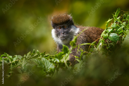 Photography Ethiopia monkey portrait