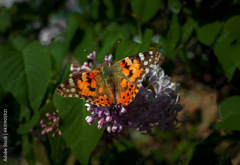 Obraz premium insect butterfly on a flower, summer colorful background.