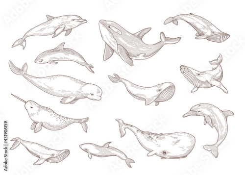 Species of whales isolated hand drawn vector illustration set. Engraved vintage narwhal, humpback, beluga and blue whale vintage sketch. Sea animals and ocean wildlife concept