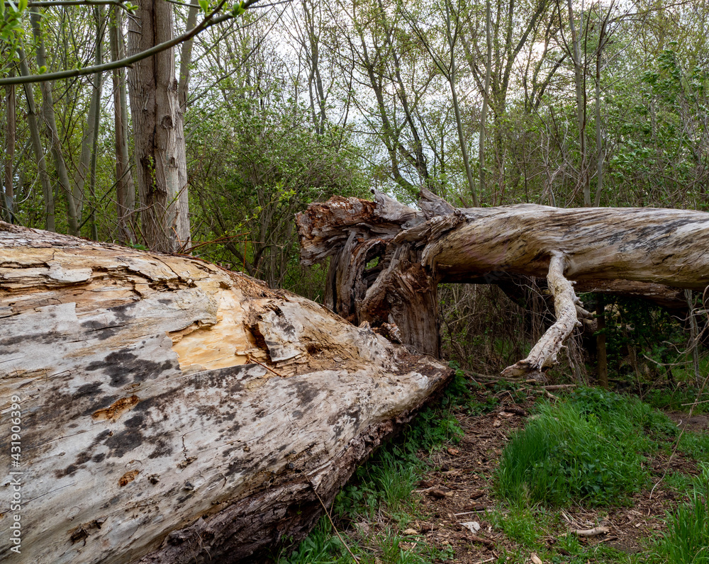 fallen dead trees in the forest fallen dead trees in the forest