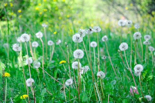 Delicate white and yellow dandelions among the green grass of a spring meadow. © Victoria