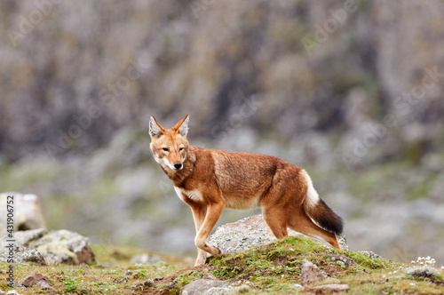 The Ethiopian wolf (Canis simensis), an endangered canid that lives on the Ethiopian Highlands. photo