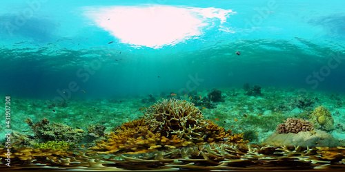 Tropical coral reef seascape with fishes, hard and soft corals. 360 panorama VR © Alex Traveler
