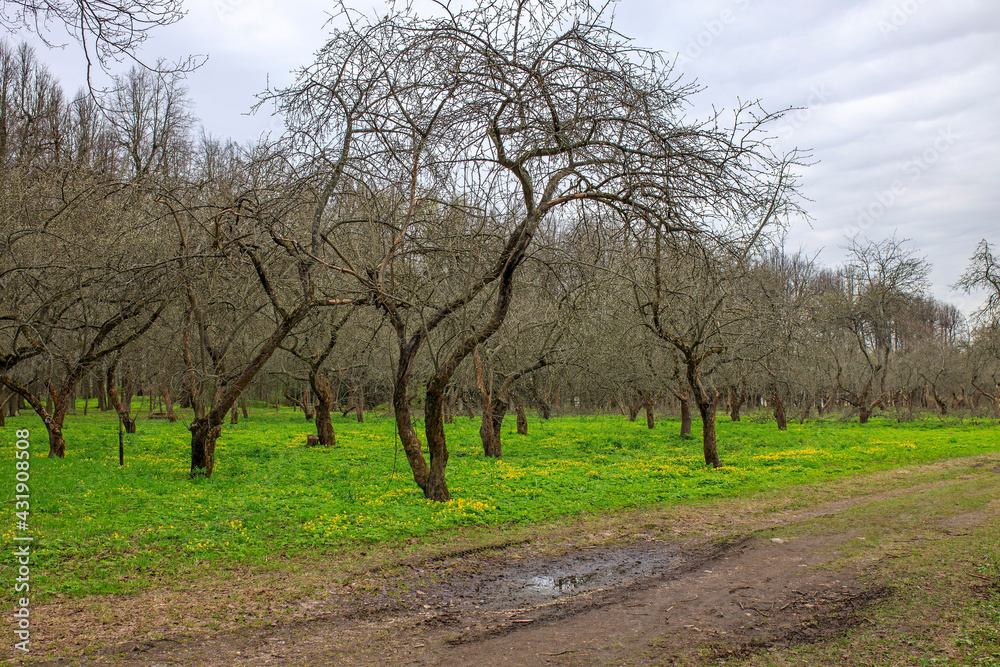 A path through the apple orchard. Early spring. Green grass and trees without leaves. A path through the apple orchard. Early spring. Green grass and trees without leaves.