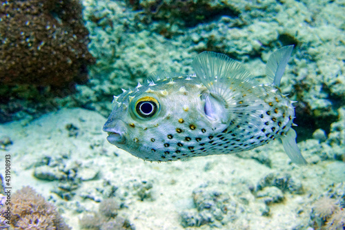 Yellowspotted burrfish (cyclichthys spilostylus) taken in the Red Sea.  © mirecca