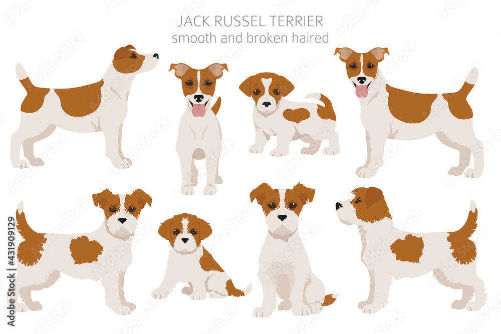 Jack Russel terrier in different poses and coat colors. Adult dogs and puppy set - obrazy, fototapety, plakaty 