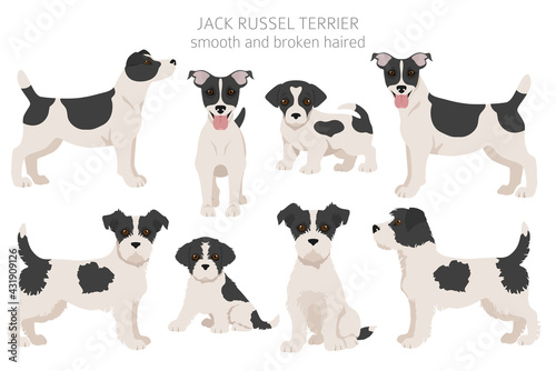 Jack Russel terrier in different poses and coat colors. Adult dogs and puppy set
