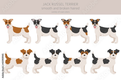 Jack Russel terrier in different poses and coat colors. Adult dogs and puppy set