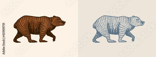 Grizzly bear in vintage style. Brown wild animal. Side view. Hand drawn engraved old sketch for T-shirt, tattoo or label or poster. Vector illustration.