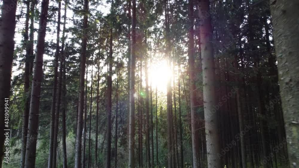 Slow motion through a tall pine forest towards the sun. The rays make their way through the branches of the trees. Aerial shot. Slow motion through a tall pine forest towards the sun. The rays make their way through the branches of the trees. Aerial shot.
