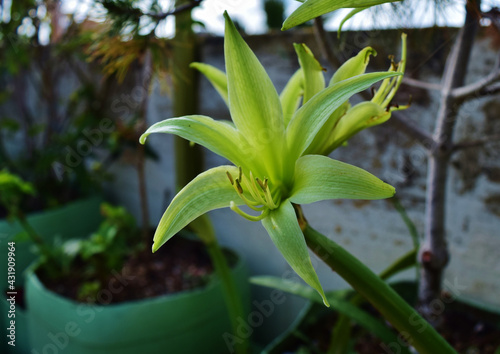 Potted cybister amaryllis evergreen flowers in a roof garden in Malta photo