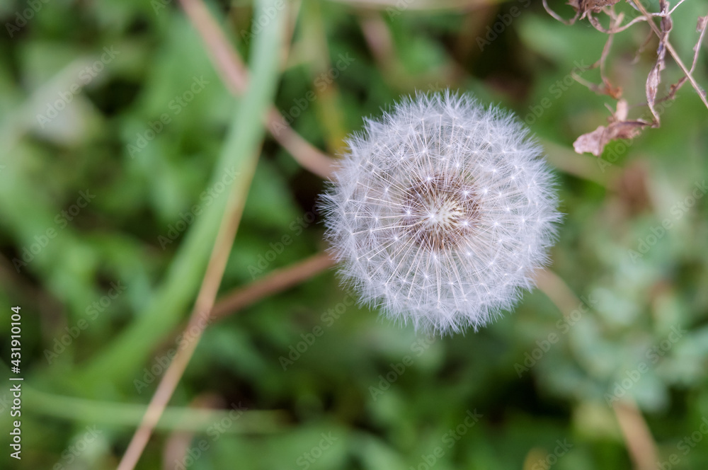 Fototapeta premium Blowball white fluffy. Dandelion in bloom. Flower of white fluffy.