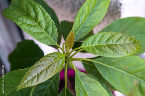 A sprout of a young tree.The green leaves of a young avocado tree.
