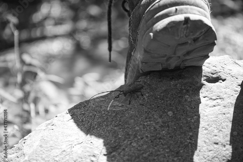 Wallpaper Mural An experienced tourist's boots are drying in the sun on a warm spring day on a stone in the forest. Shallow depth of field. A large black beetle climbs the stone. Travel atmosphere. Torontodigital.ca
