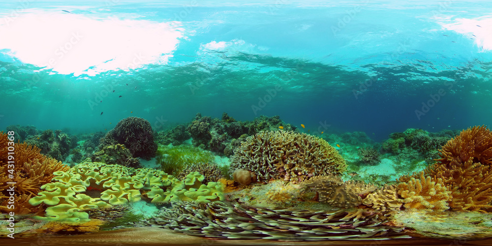 Obraz premium Tropical fishes and coral reef at diving. Underwater world with corals and tropical fishes. Virtual Reality 360.