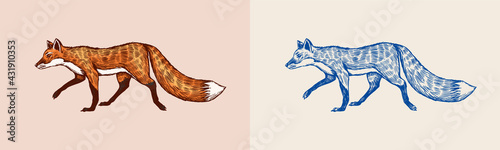  Red Fox with a fluffy tail. Forest animal or ginger beast. Vector Engraved hand drawn Vintage sketch for label or poster.