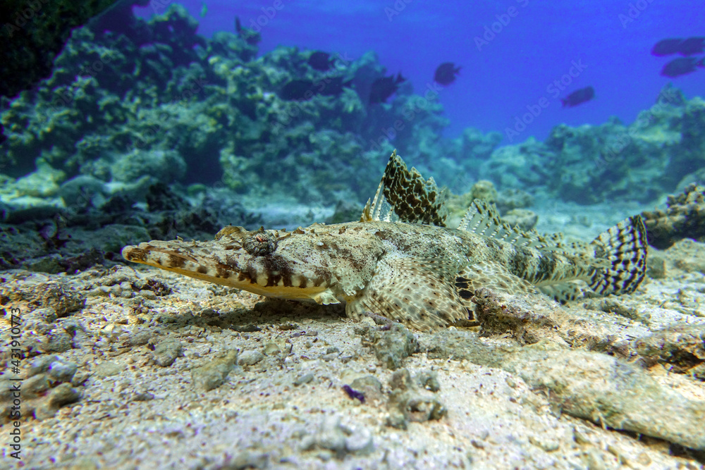 Fototapeta premium Crocodilefish (Papilloculiceps longiceps) - Red sea