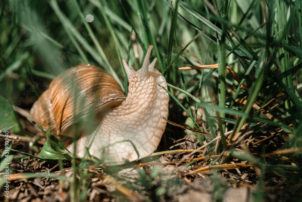 Big snail Achatina with brown shell and tentacles crawling in the green grass Big snail Achatina with brown shell and tentacles crawling in the green grass