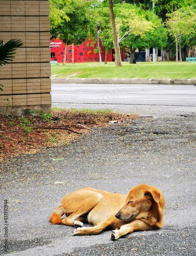 dog in the park