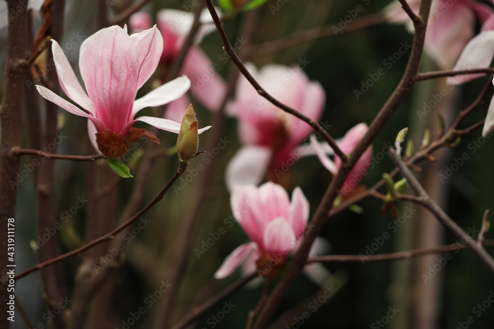 Closeup view of beautiful blooming magnolia tree outdoors Closeup view of beautiful blooming magnolia tree outdoors