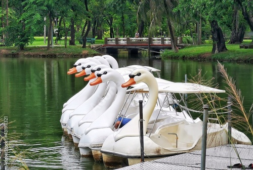 swans on the lake