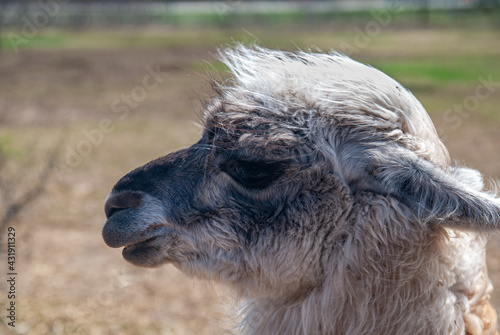close up of a alpaca