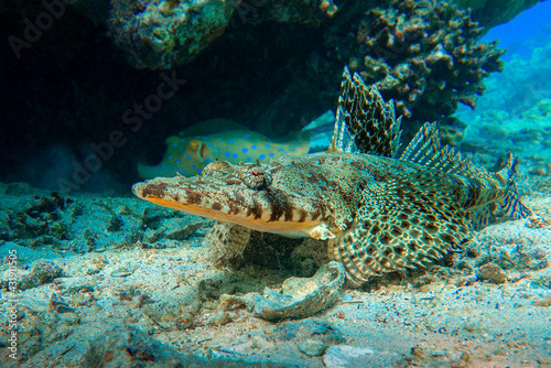 Crocodilefish (Papilloculiceps longiceps) - Red sea