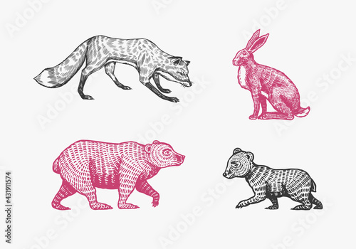 Forest animals. Bear Grizzly and red Fox. Jumping beasts. Vector Engraved hand drawn Vintage sketch for label or poster.