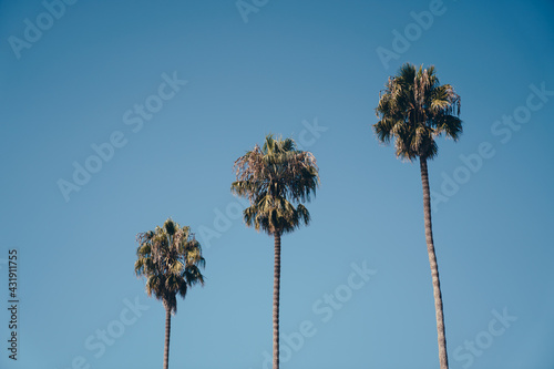 palm tree against blue sky © Daniel