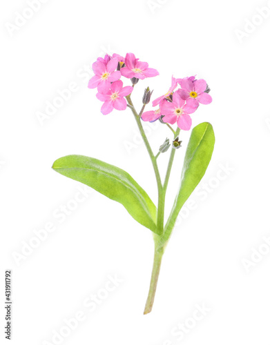 Beautiful pink Forget-me-not flowers isolated on white